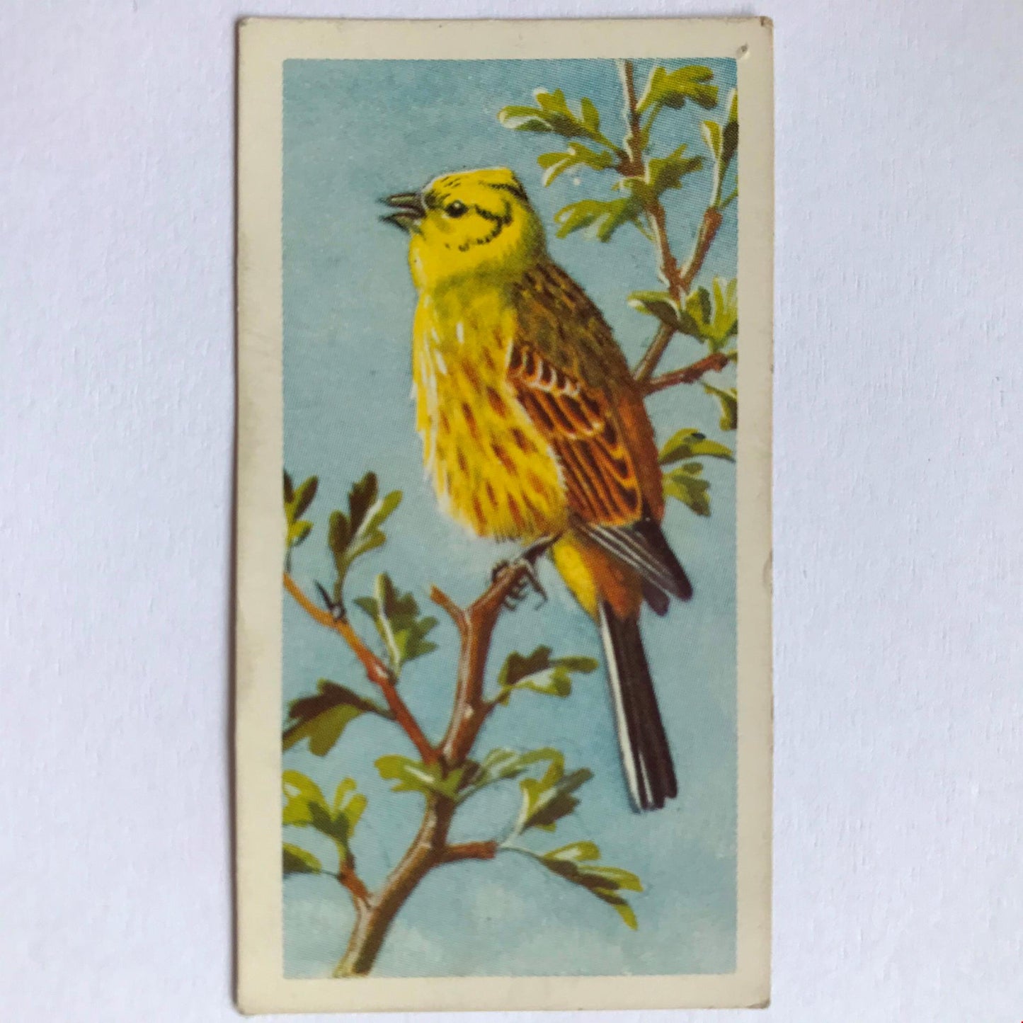 BIRD PORTRAITS  Brooke Bond Tea Cards Sold Individually - take your pick