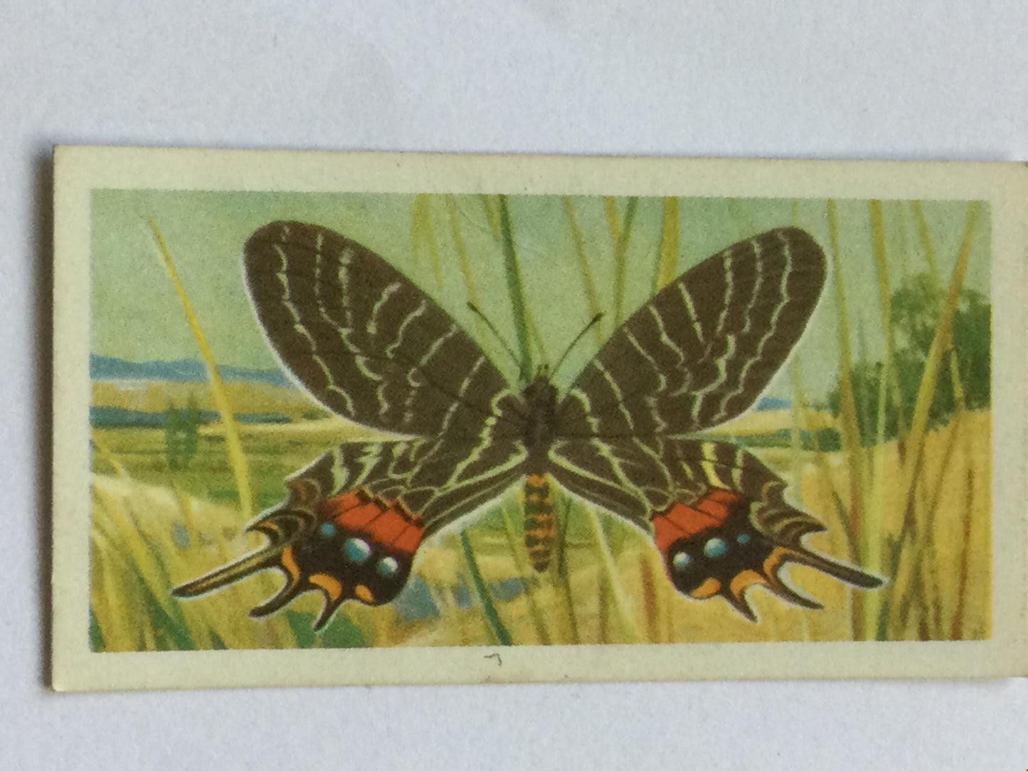 BUTTERFLIES OF THE WORLD- Brooke Bond Tea Cards- sold individually 1960s