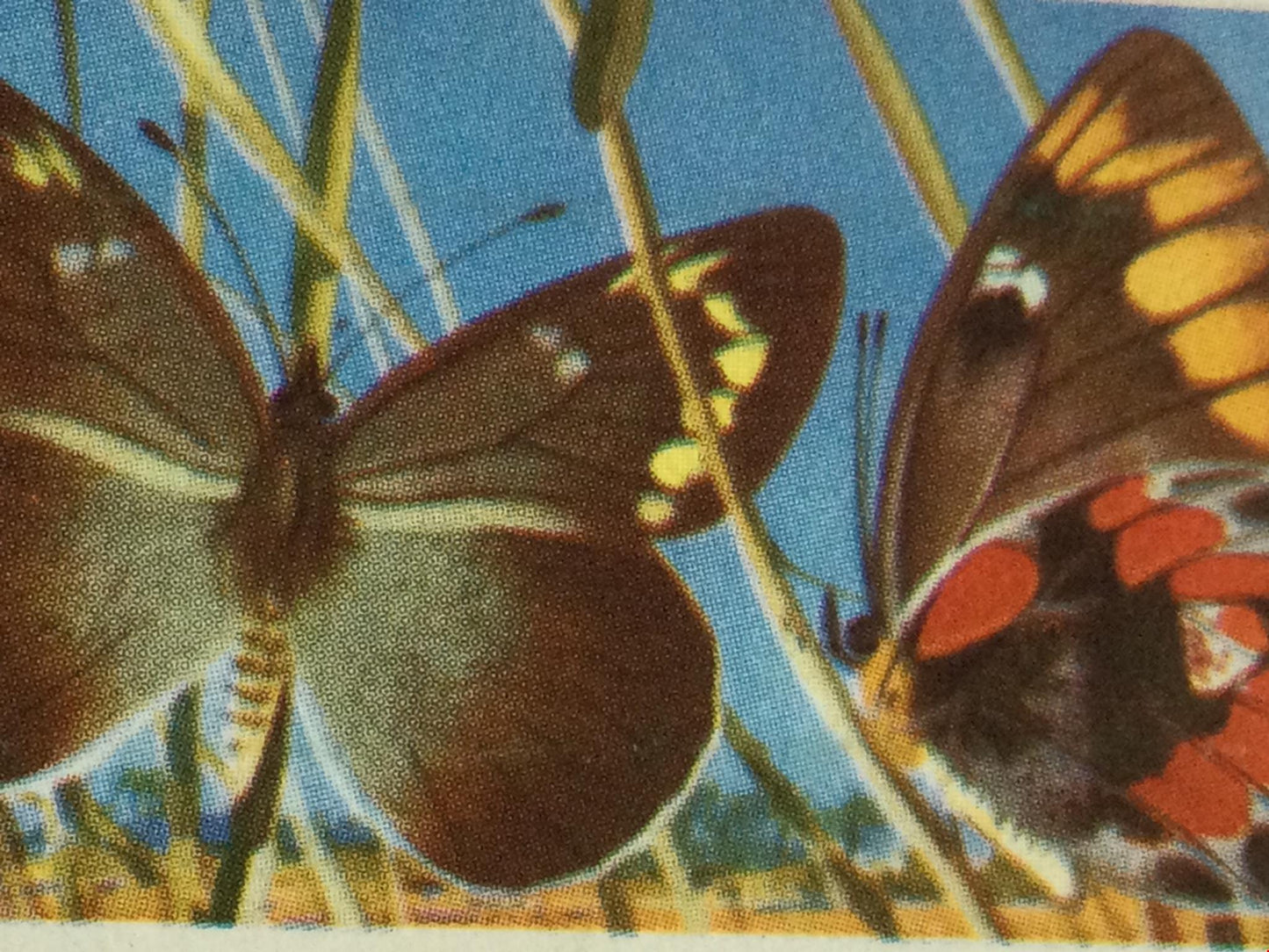 BUTTERFLIES OF THE WORLD- Brooke Bond Tea Cards- sold individually 1960s