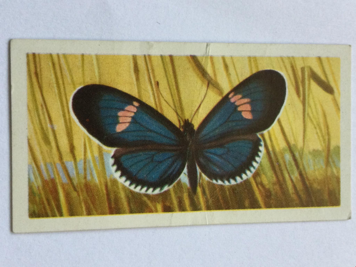 BUTTERFLIES OF THE WORLD- Brooke Bond Tea Cards- sold individually 1960s