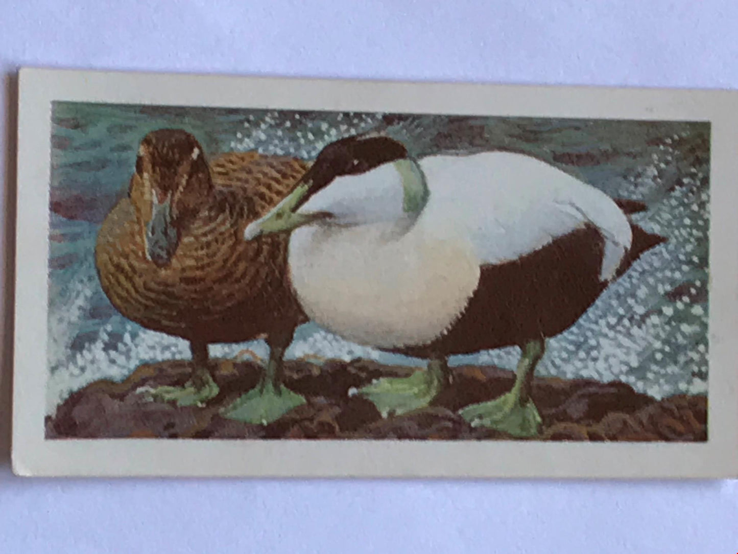 WILD BIRDS IN BRITAIN - Brooke Bond Tea Cards - sold individually take your pick