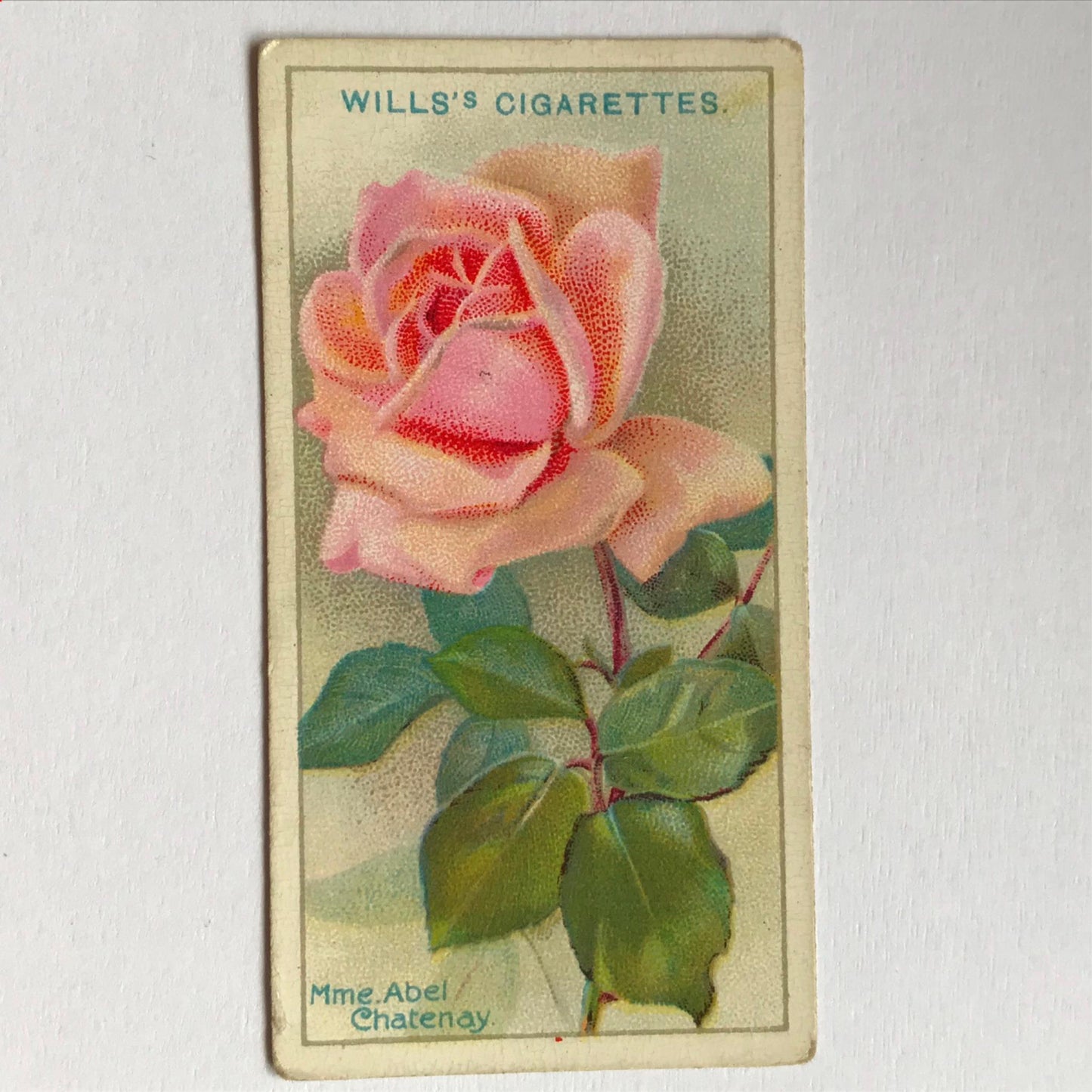 ROSES 1926 Wills Cigarette Cards - vintage rose pictures - sold individually