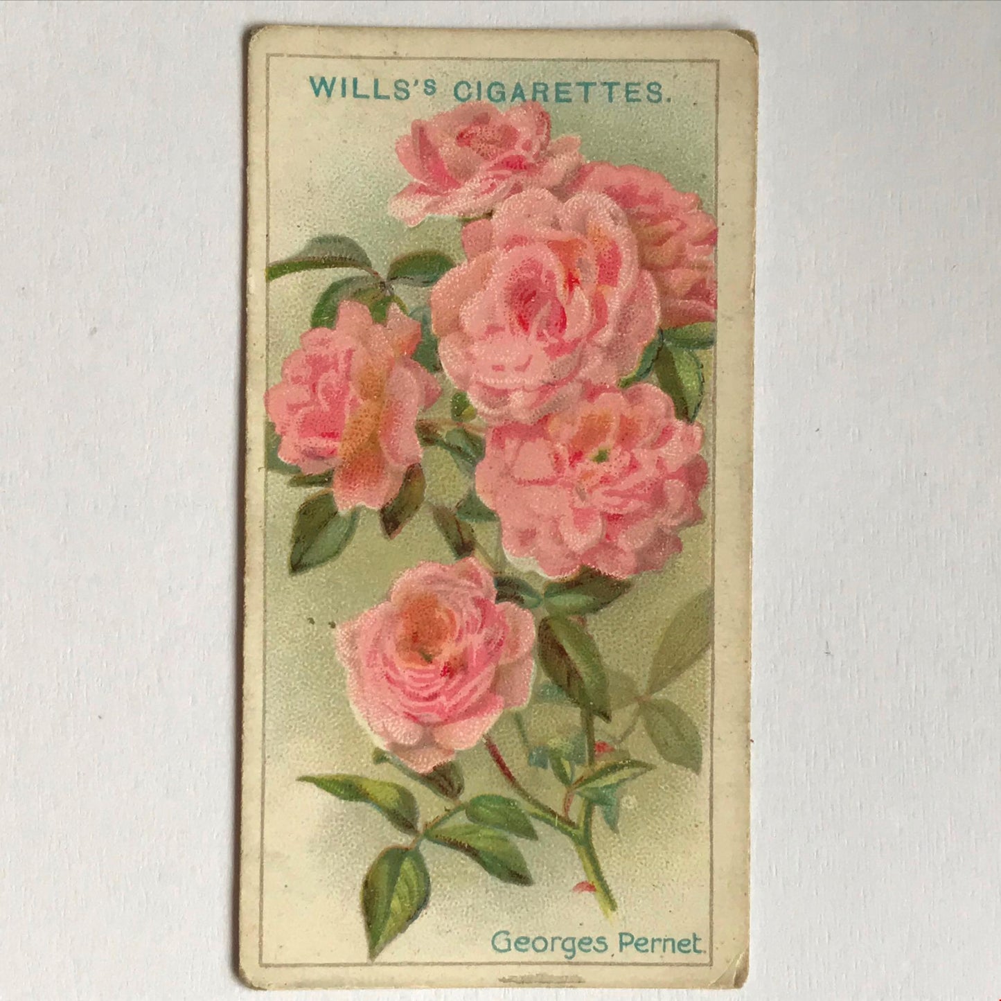 ROSES Wills Cigarette Cards 1912 Antique Rose Pictures - sold individually