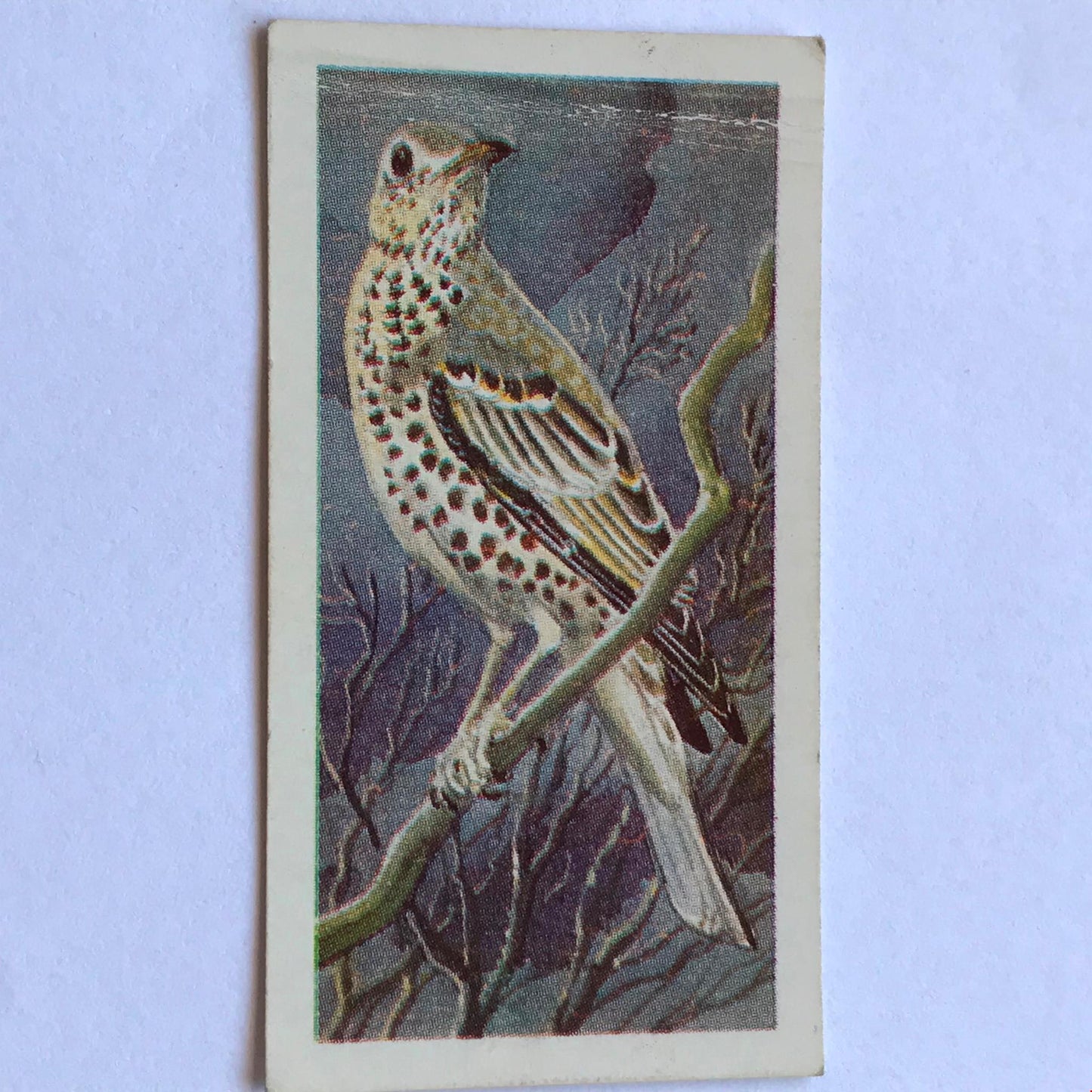 WILD BIRDS IN BRITAIN - Brooke Bond Tea Cards - sold individually take your pick