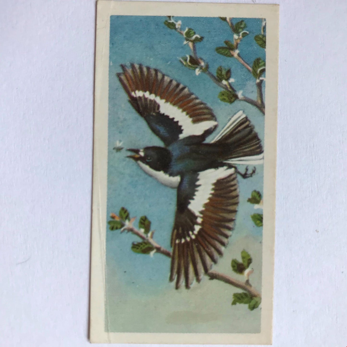 BIRD PORTRAITS  Brooke Bond Tea Cards Sold Individually - take your pick