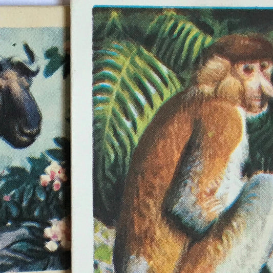 ASIAN WILD LIFE Brooke Bond Tea Cards - sold individually - take your pick