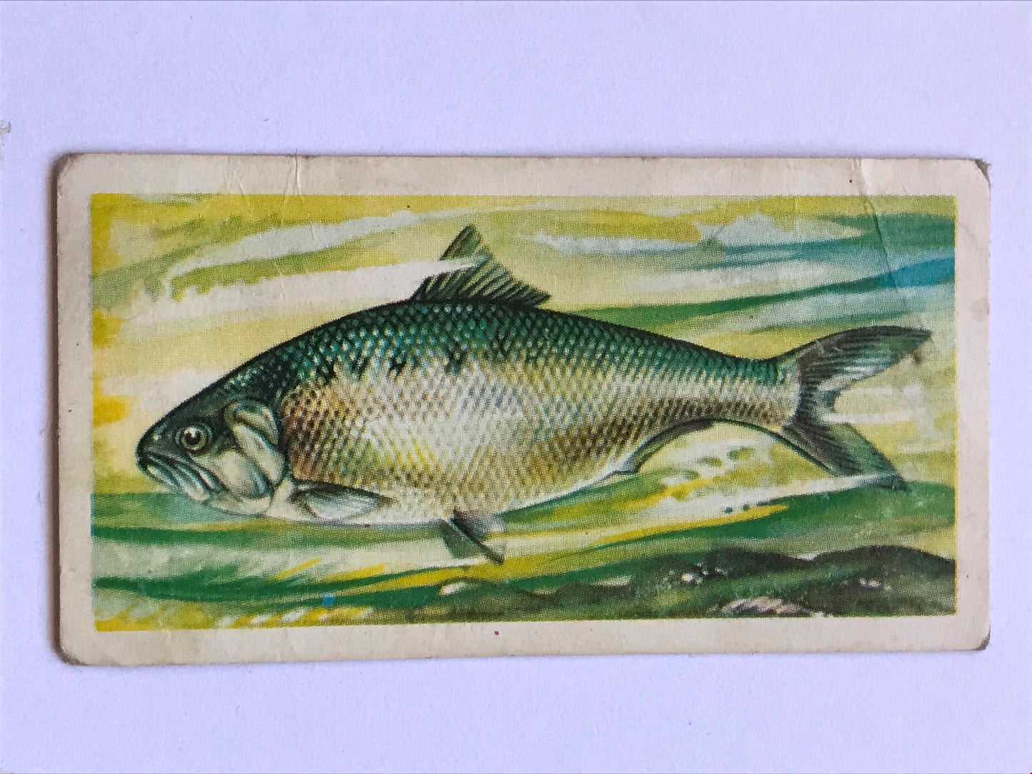 FRESHWATER FISH Brooke Bond Tea Cards 1960 Sold individually