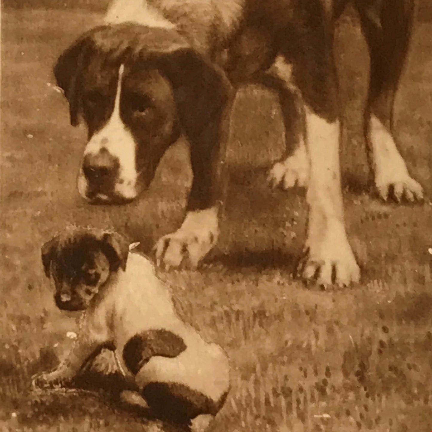 VINTAGE DOGS PHOTO De Reszke Cigarette Card Does Your Mother Know You’re Out?