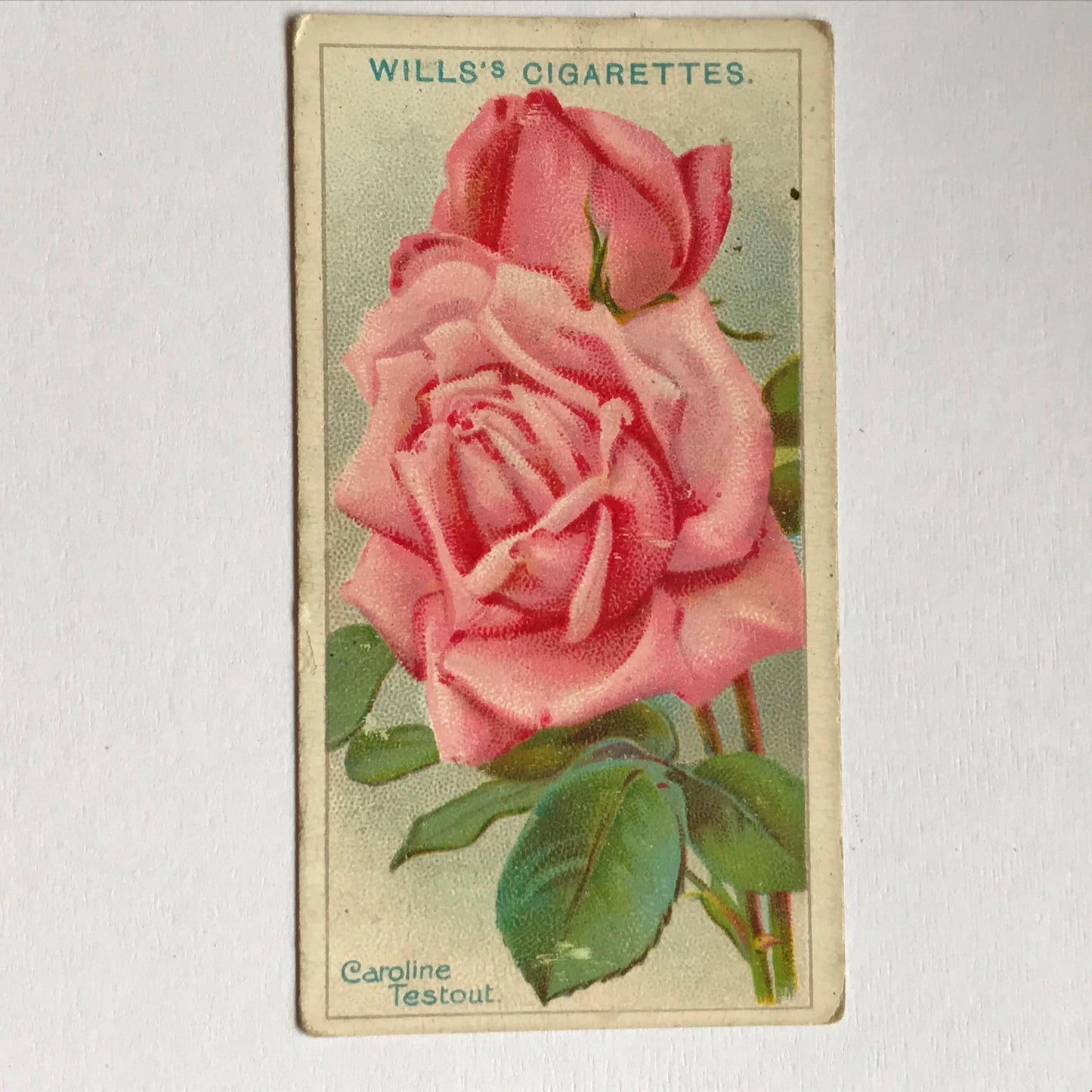 ROSES Wills Cigarette Cards 1912 Antique Rose Pictures - sold individually