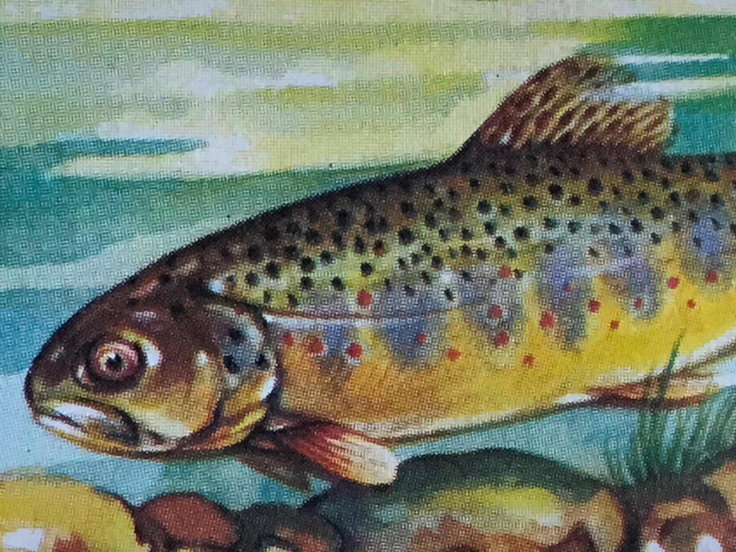 FRESHWATER FISH Brooke Bond Tea Cards 1960 Sold individually