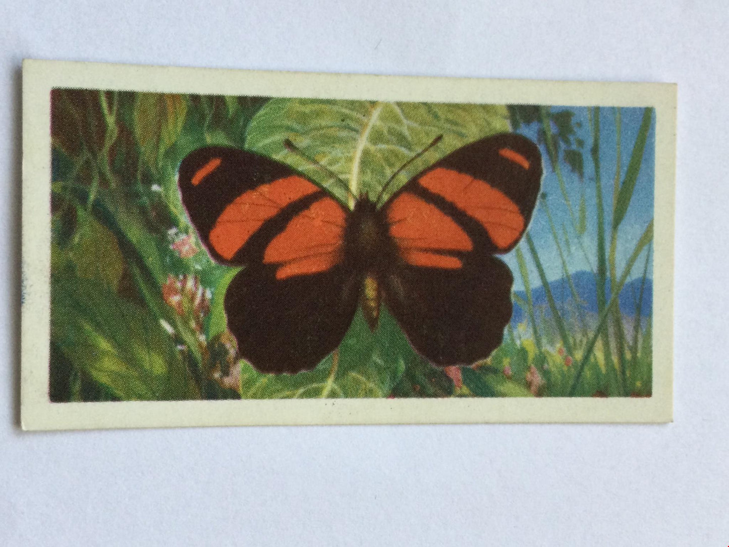 BUTTERFLIES OF THE WORLD- Brooke Bond Tea Cards- sold individually 1960s