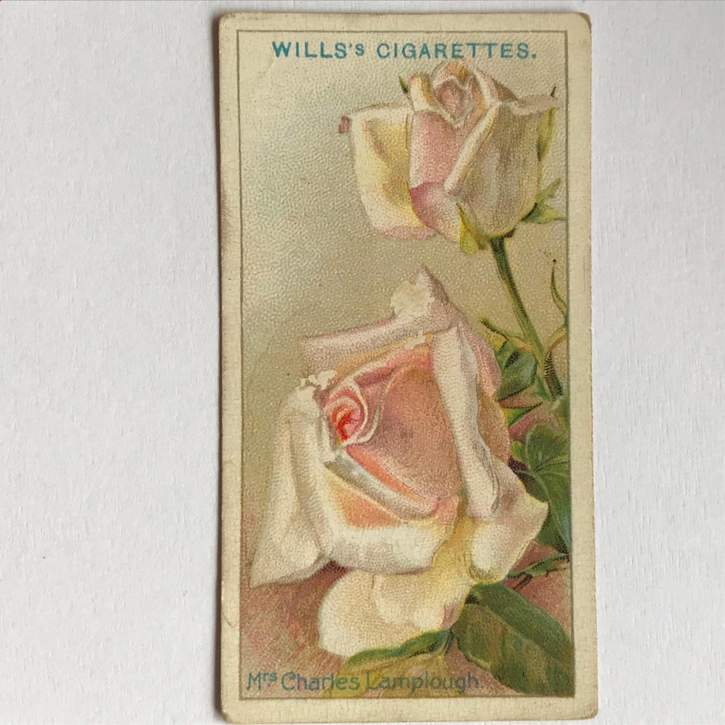 ROSES 1926 Wills Cigarette Cards - vintage rose pictures - sold individually