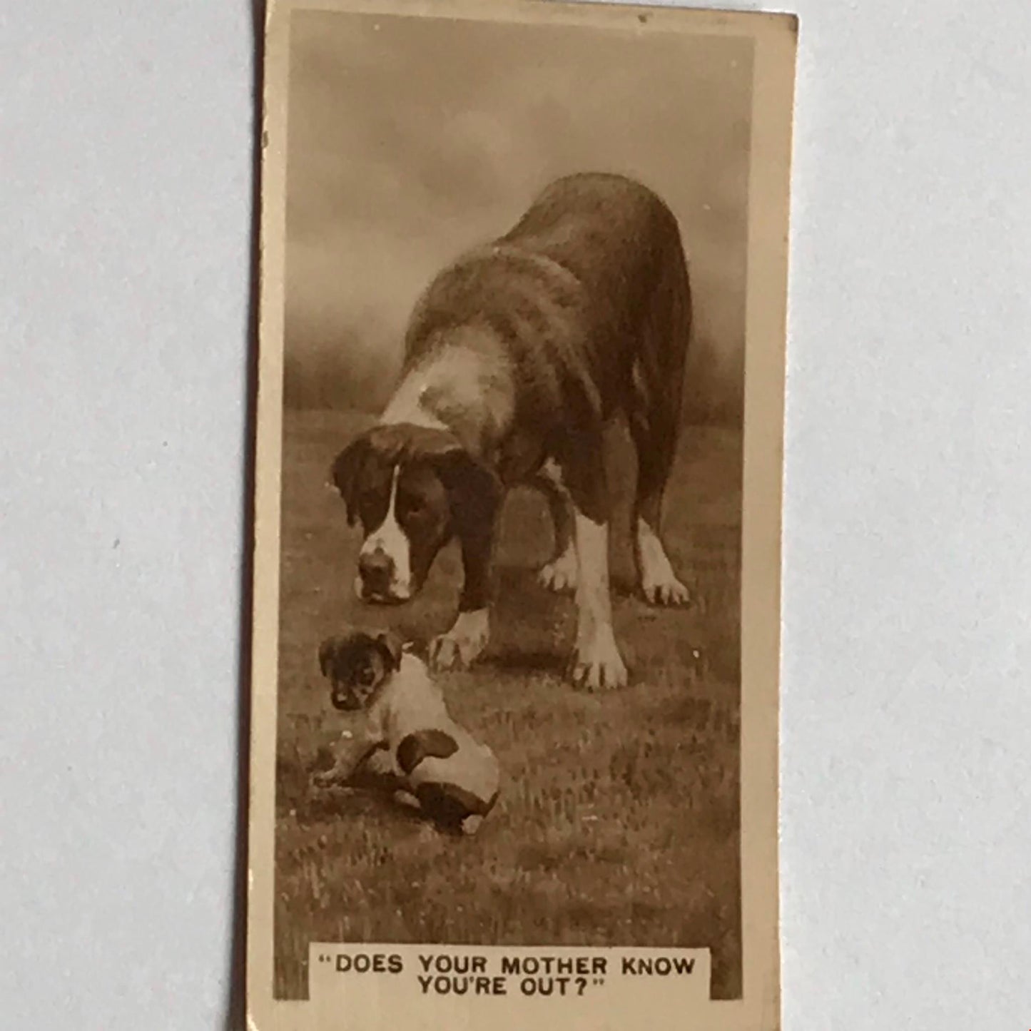 VINTAGE DOGS PHOTO De Reszke Cigarette Card Does Your Mother Know You’re Out?