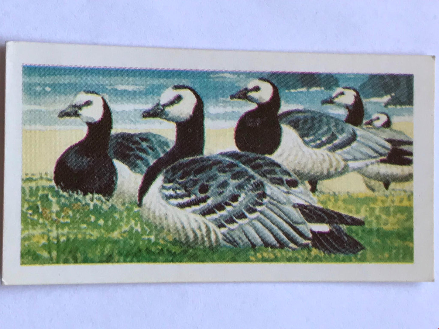 WILD BIRDS IN BRITAIN - Brooke Bond Tea Cards - sold individually take your pick