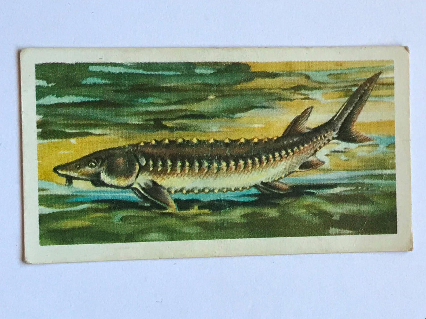 FRESHWATER FISH Brooke Bond Tea Cards 1960 Sold individually