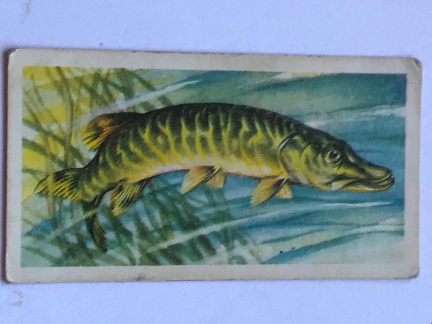 FRESHWATER FISH Brooke Bond Tea Cards 1960 Sold individually