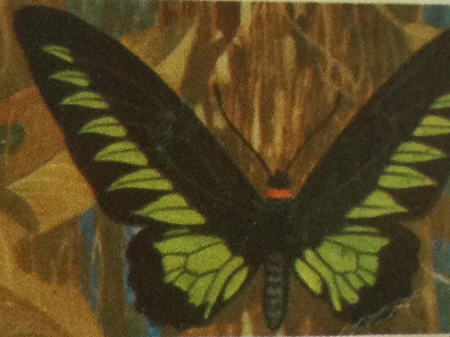 BUTTERFLIES OF THE WORLD- Brooke Bond Tea Cards- sold individually 1960s