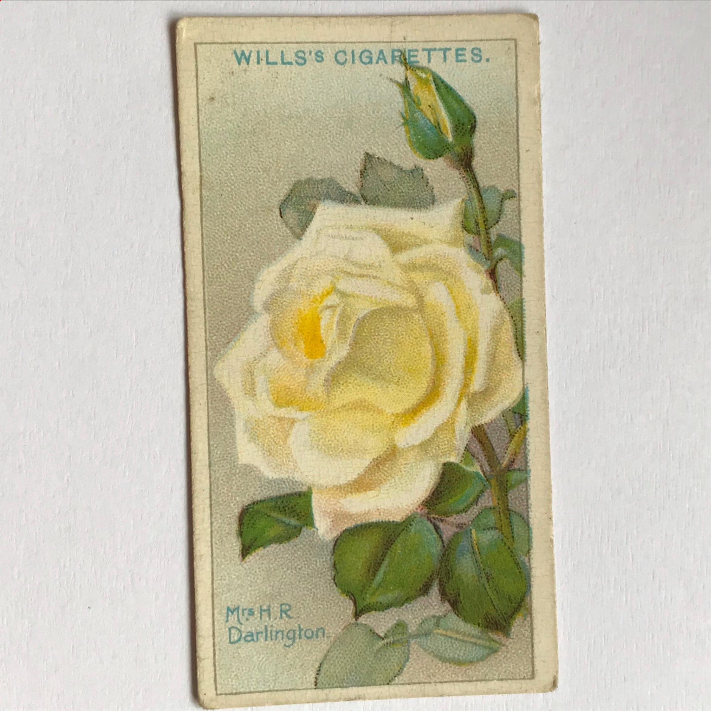 ROSES 1926 Wills Cigarette Cards - vintage rose pictures - sold individually