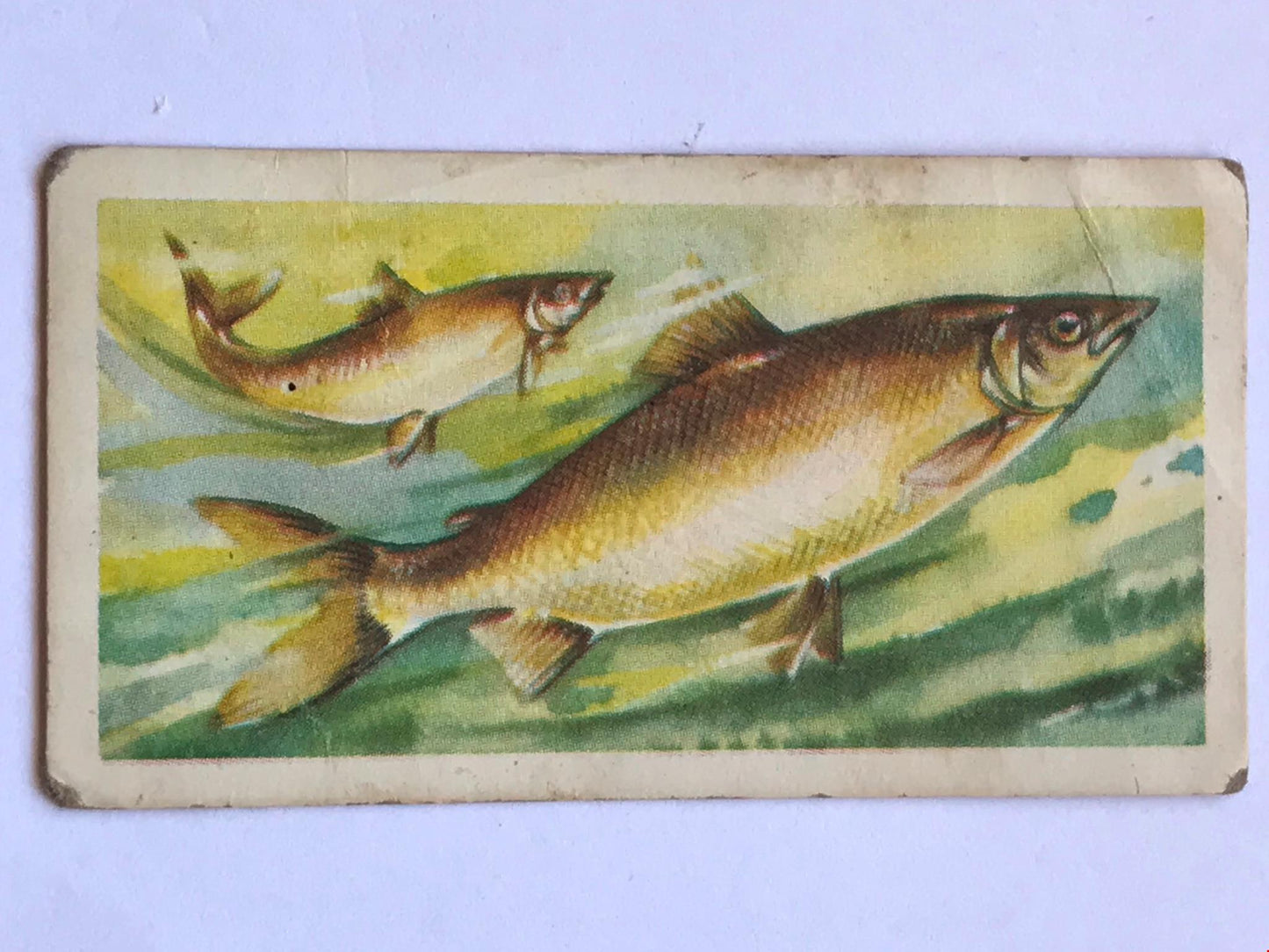 FRESHWATER FISH Brooke Bond Tea Cards 1960 Sold individually