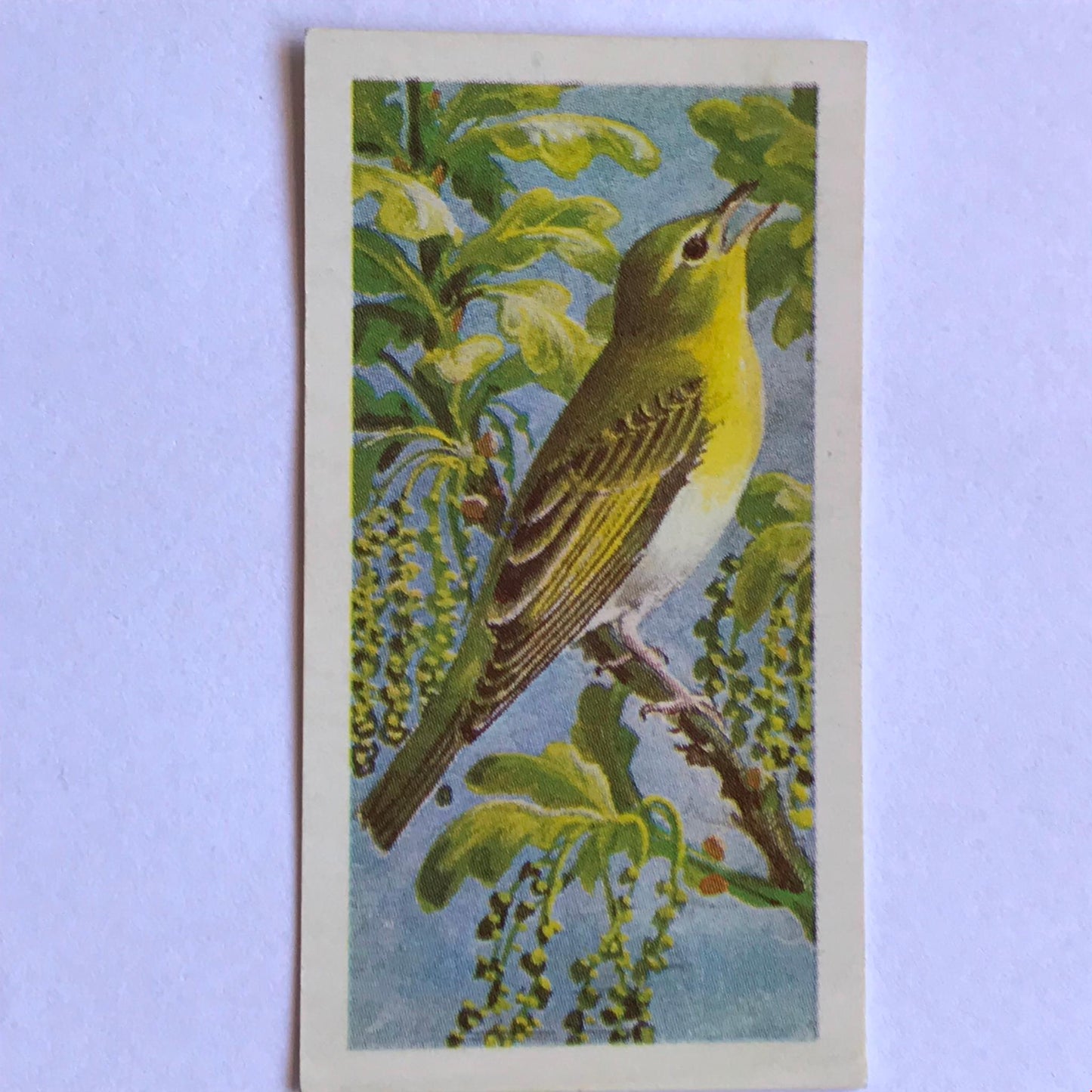 WILD BIRDS IN BRITAIN - Brooke Bond Tea Cards - sold individually take your pick