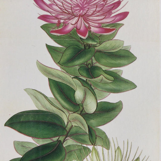 HENRY C ANDREWS PROTEA RADIATA from THE BOTANISTS REPOSITORY Card, No Envelope