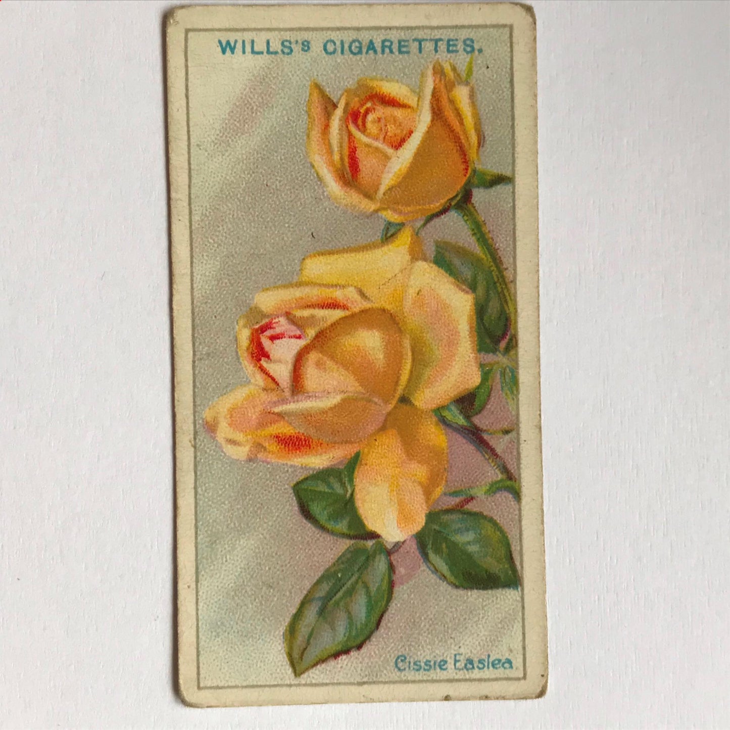 ROSES 1926 Wills Cigarette Cards - vintage rose pictures - sold individually