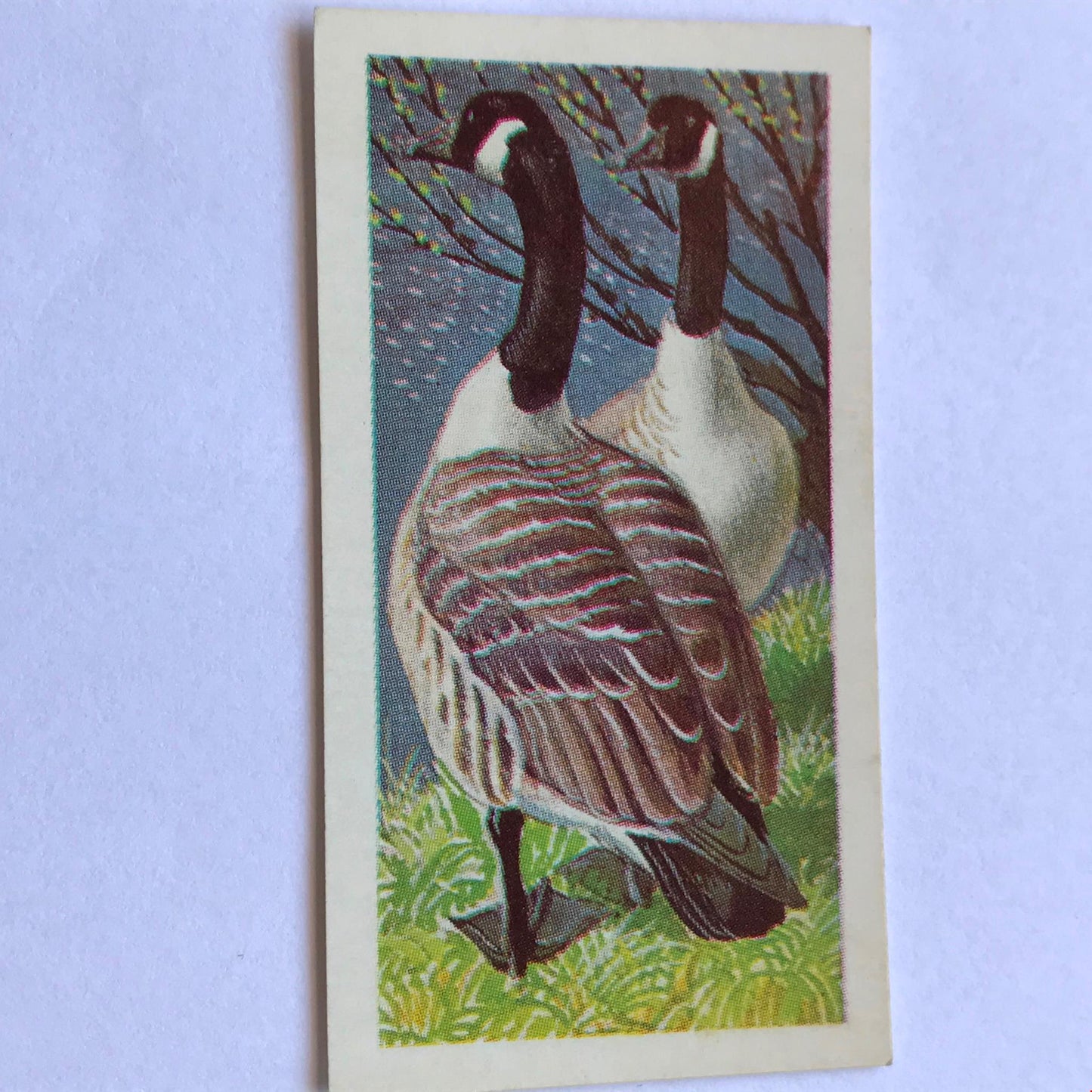 WILD BIRDS IN BRITAIN - Brooke Bond Tea Cards - sold individually take your pick