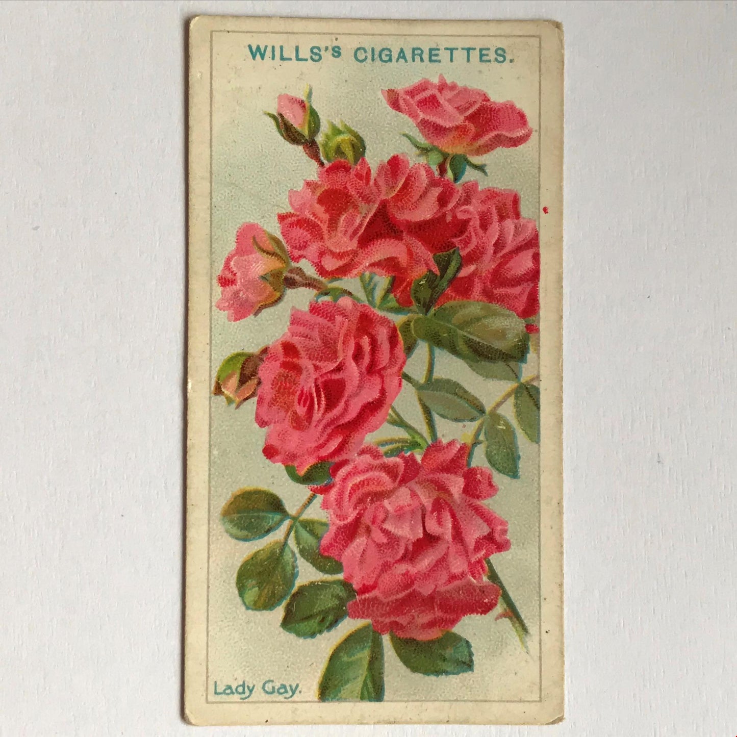 ROSES Wills Cigarette Cards 1912 Antique Rose Pictures - sold individually