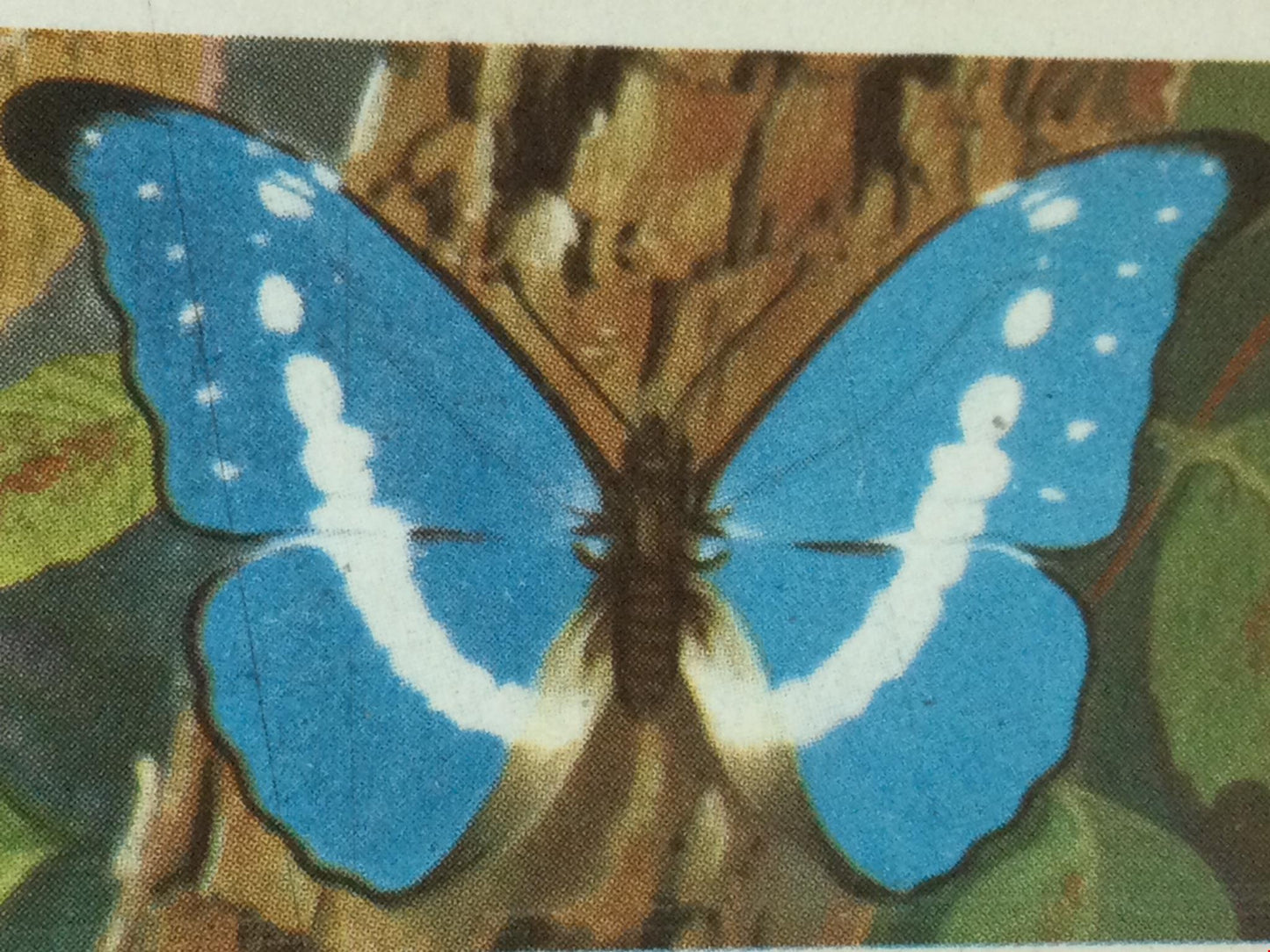 BUTTERFLIES OF THE WORLD- Brooke Bond Tea Cards- sold individually 1960s