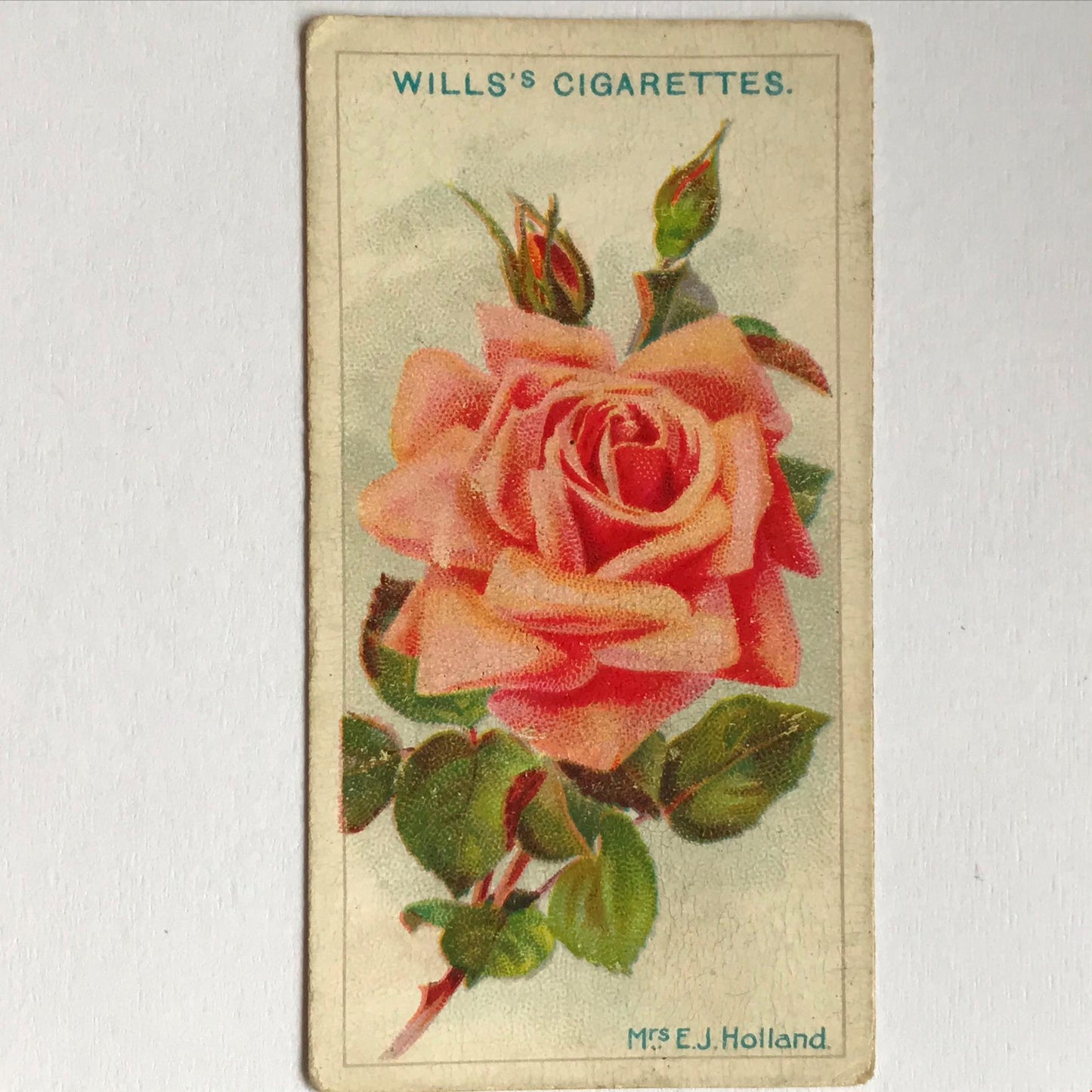 ROSES Wills Cigarette Cards 1912 Antique Rose Pictures - sold individually