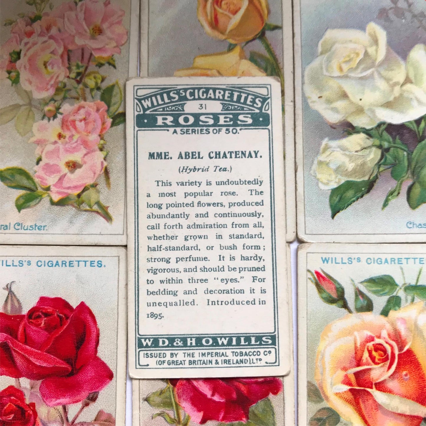 ROSES 1926 Wills Cigarette Cards - vintage rose pictures - sold individually