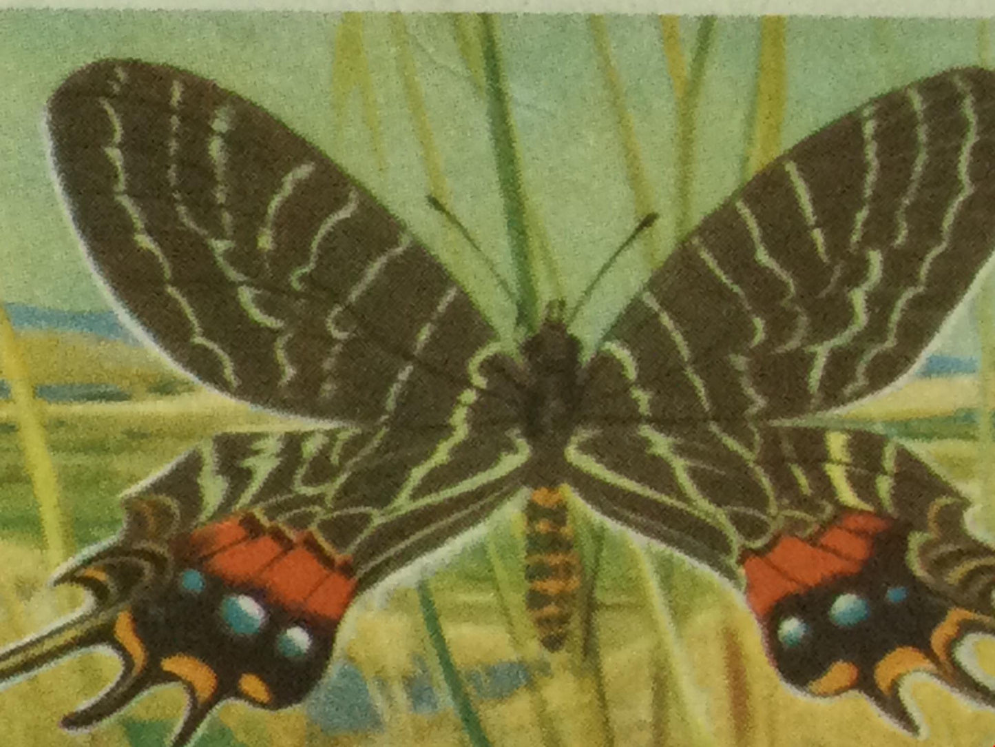 BUTTERFLIES OF THE WORLD- Brooke Bond Tea Cards- sold individually 1960s