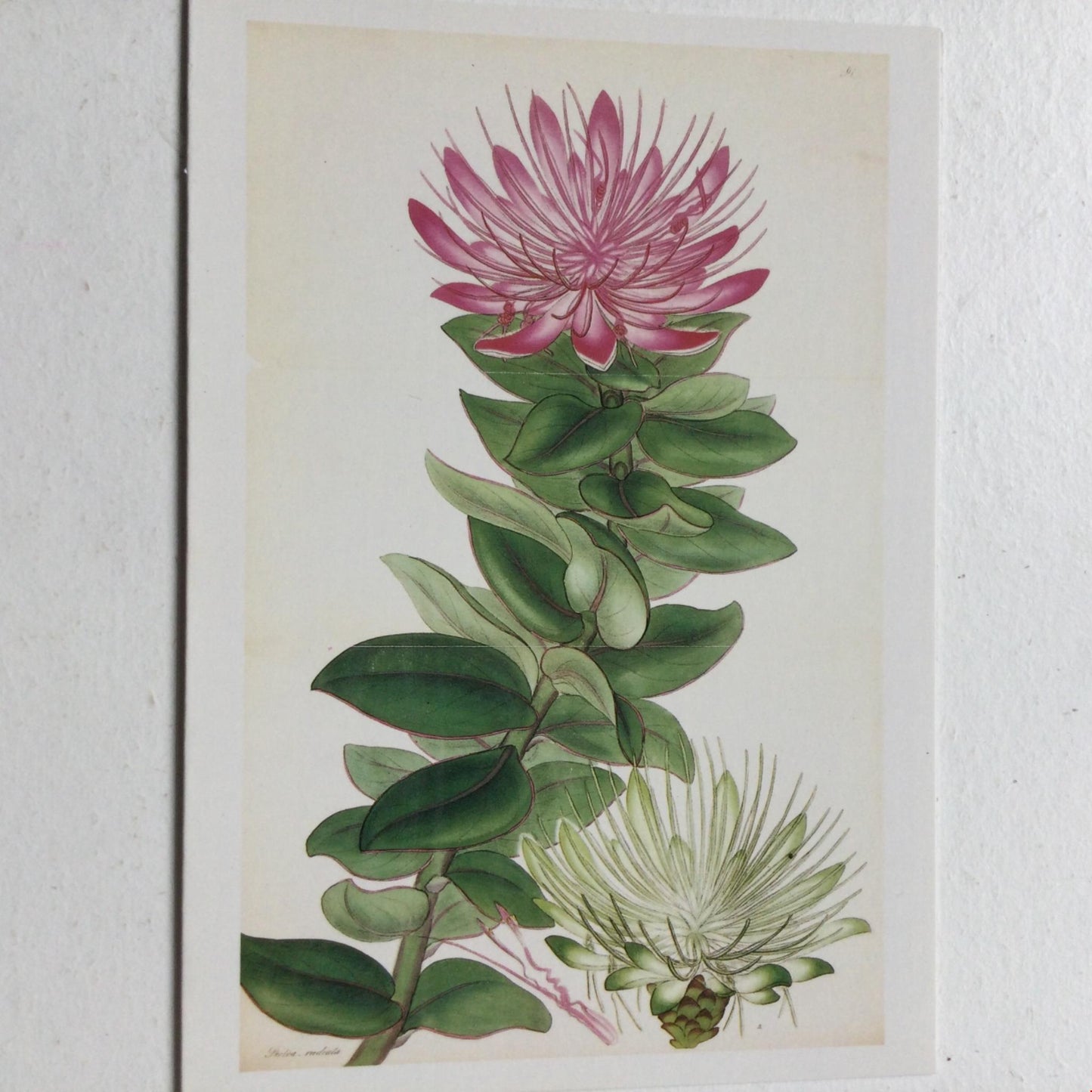 HENRY C ANDREWS PROTEA RADIATA from THE BOTANISTS REPOSITORY Card, No Envelope