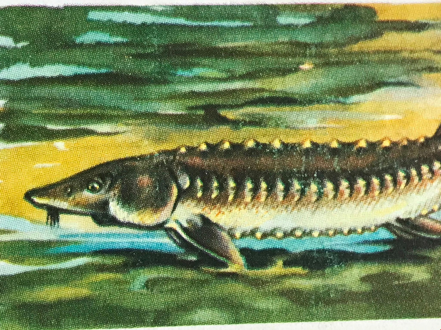 FRESHWATER FISH Brooke Bond Tea Cards 1960 Sold individually