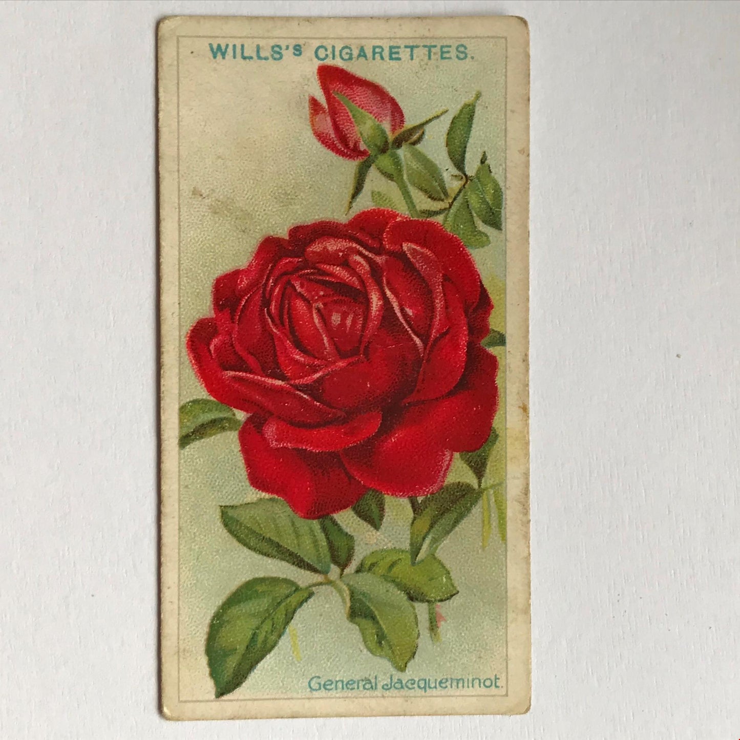 ROSES Wills Cigarette Cards 1912 Antique Rose Pictures - sold individually