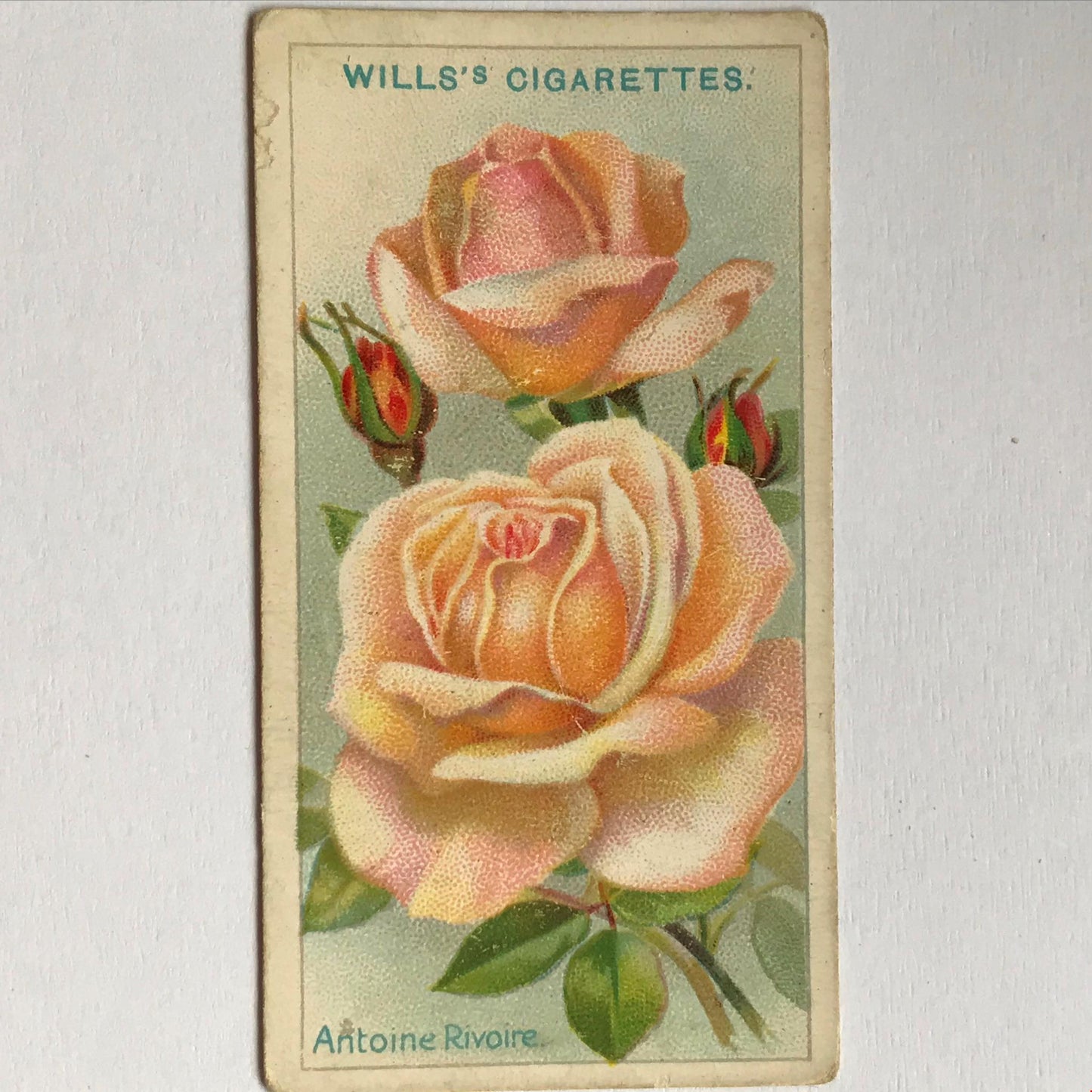 ROSES Wills Cigarette Cards 1912 Antique Rose Pictures - sold individually