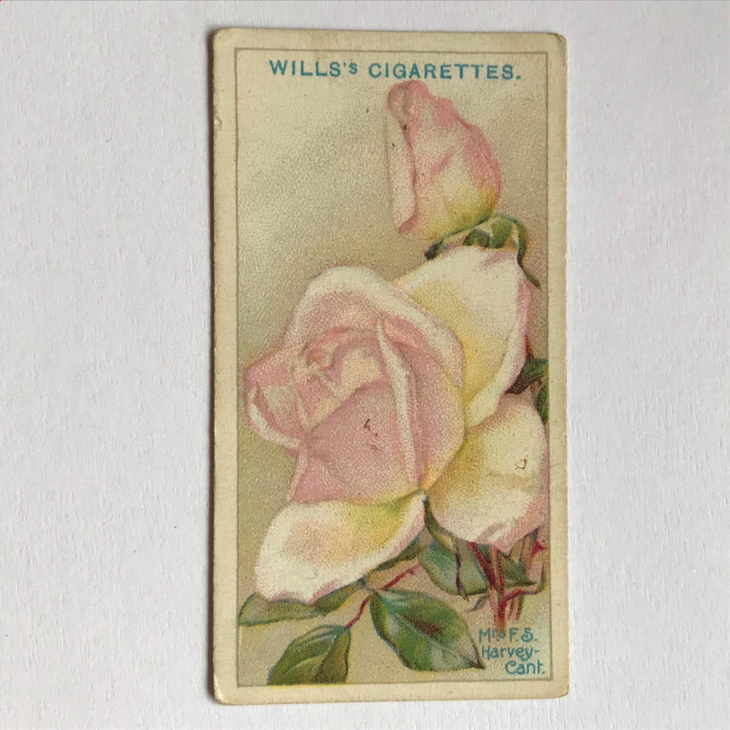 ROSES 1926 Wills Cigarette Cards - vintage rose pictures - sold individually