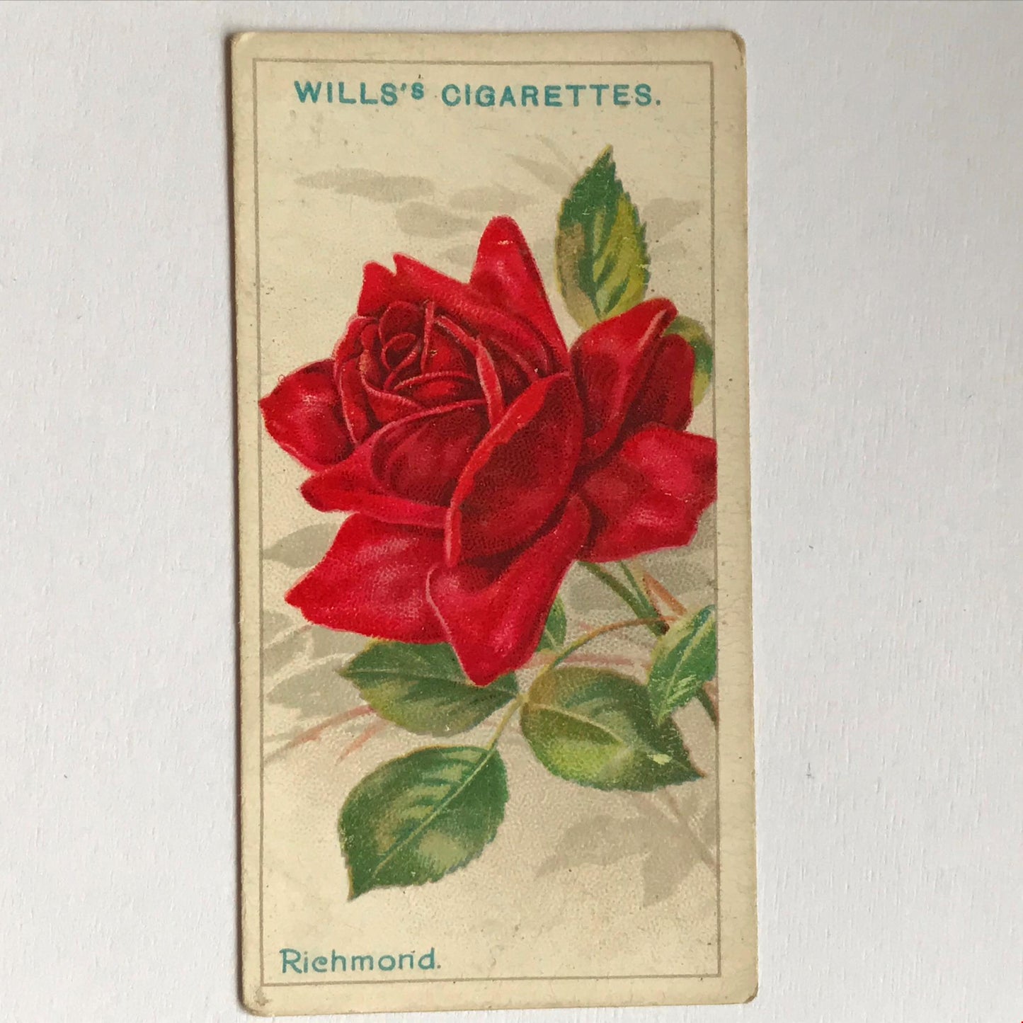 ROSES Wills Cigarette Cards 1912 Antique Rose Pictures - sold individually