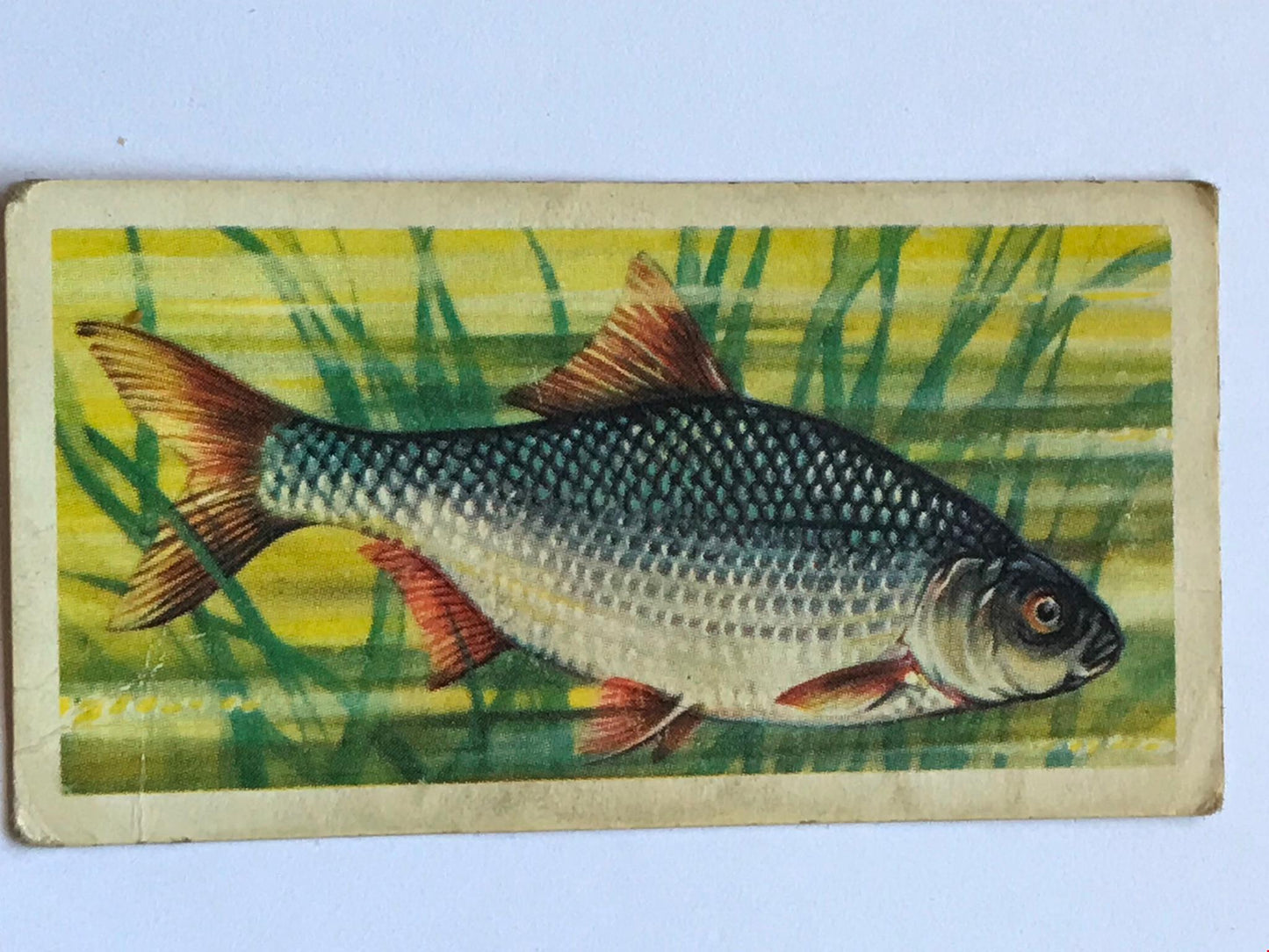 FRESHWATER FISH Brooke Bond Tea Cards 1960 Sold individually