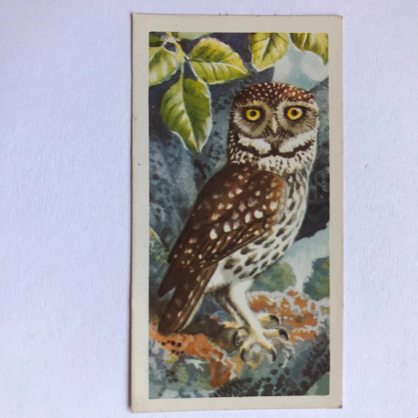 BIRD PORTRAITS  Brooke Bond Tea Cards Sold Individually - take your pick