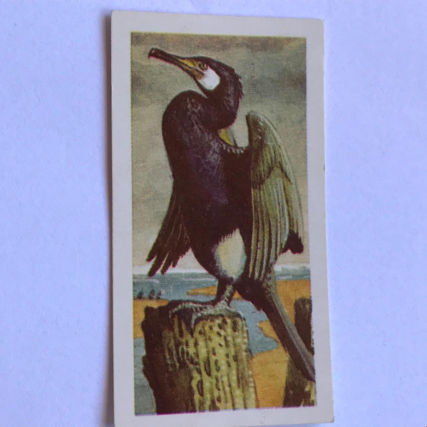 WILD BIRDS IN BRITAIN - Brooke Bond Tea Cards - sold individually take your pick