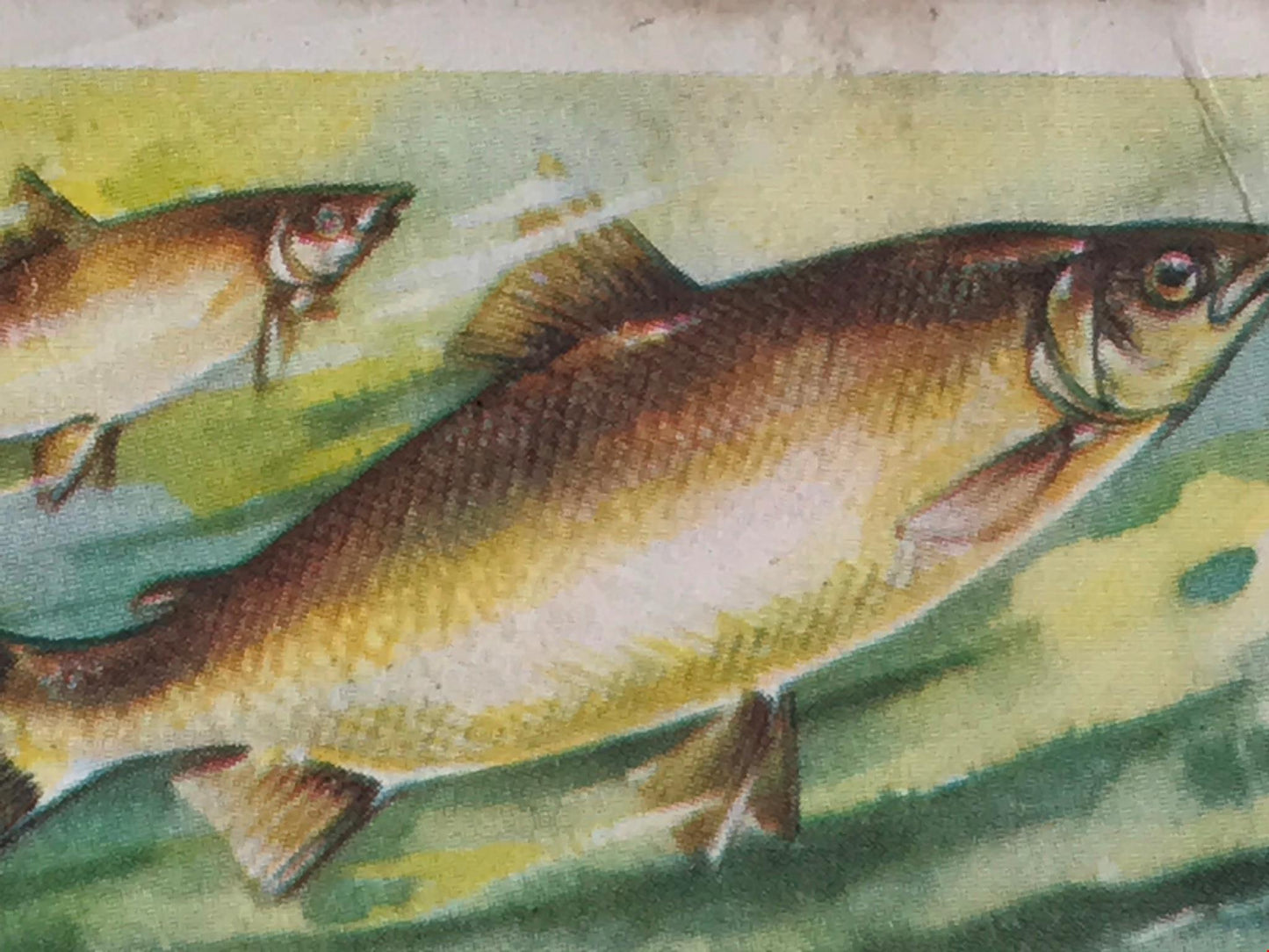 FRESHWATER FISH Brooke Bond Tea Cards 1960 Sold individually